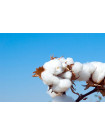 Global Cotton Market - Procurement Intelligence Report