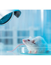 Global Laboratory Animals and Supplies Market - Procurement Intelligence Report