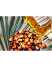 Global Palm Oil Market – Procurement Intelligence Report