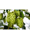 Global Hops Market - Procurement Intelligence Report