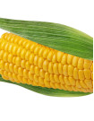 Corn Sourcing and Procurement Report by Top Spending Regions and Market Price Trends - Forecast and Analysis 2023-2027