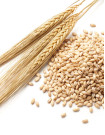 Barley Sourcing and Procurement Report by Top Spending Regions and Market Price Trends - Forecast and Analysis 2023-2027