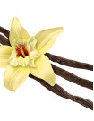 Vanilla Sourcing and Procurement Report by Top Spending Regions and Market Price Trends - Forecast and Analysis 2023-2027