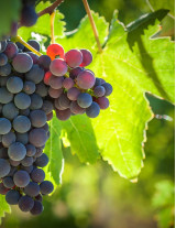 Wine Grape Sourcing and Procurement Report by Top Spending Regions and Market Price Trends - Forecast and Analysis 2023-2027