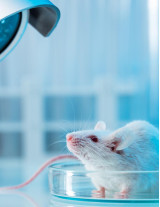 Laboratory Animals and Supplies Sourcing and Procurement Report by Top Spending Regions and Market Price Trends - Forecast and Analysis 2023-2027