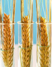 Wheat Sourcing and Procurement Report by Top Spending Regions and Market Price Trends - Forecast and Analysis 2023-2027