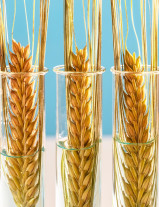 Wheat Sourcing and Procurement Report by Top Spending Regions and Market Price Trends - Forecast and Analysis 2022-2026