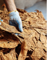Tobacco Sourcing and Procurement Report by Top Spending Regions and Market Price Trends - Forecast and Analysis 2023-2027